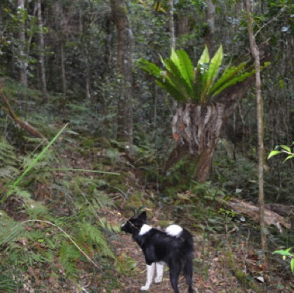 Short walks down to the Williams River through pristine rainforest